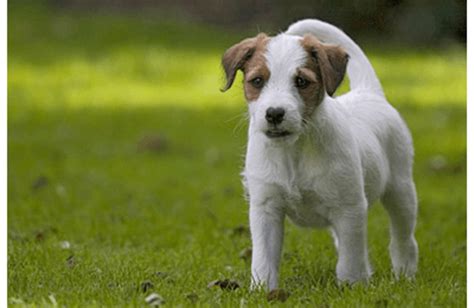 ラッセル テリア：万能で愛らしい犬種