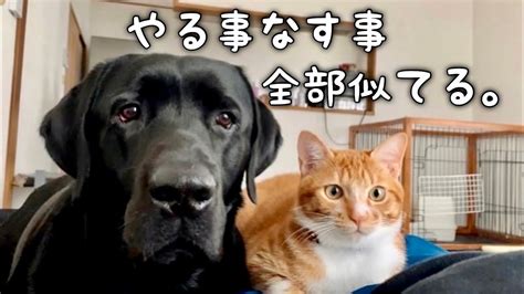 ラブラドールと猫: 調和のとれた共存を築くための包括ガイド