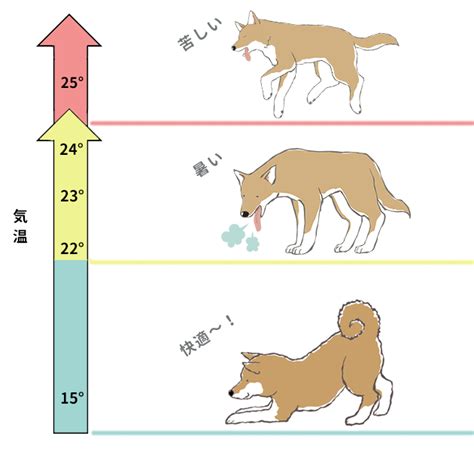 ラブラドールにとっての暑さ対策：愛犬の健康と快適さを保つための包括ガイド