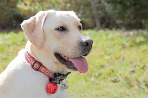 ラブラドール・レトリバーの散歩時間：愛犬との健康で幸せな時間を過ごすためのガイド