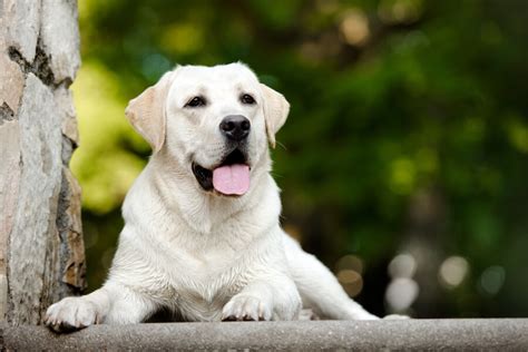 ラブラドール・レトリバーの盲導犬としての適性