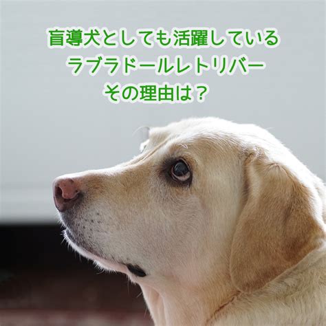 ラブラドール・レトリバーは盲導犬として活躍している。