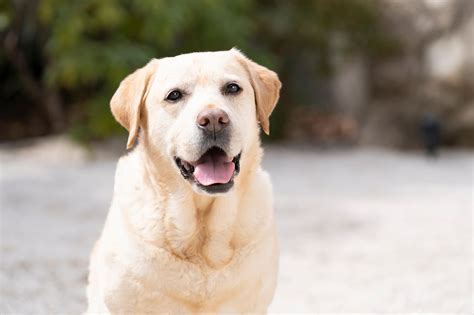 ラブラドール・レトリバー：忠実で献身的な盲導犬