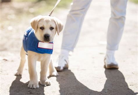 ラブラドール・レトリバー 盲導犬：人と犬の絆による障壁の克服