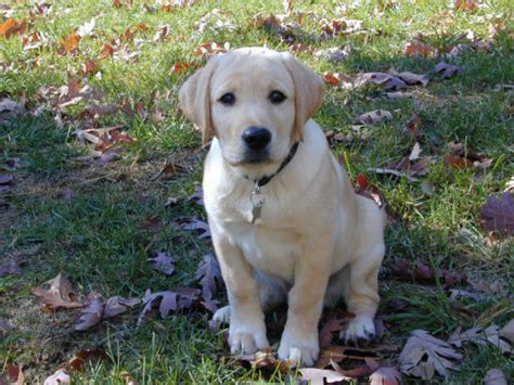 ラブラドール子犬：愛らしいコンパニオンの育て方