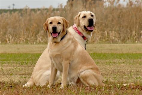 ラブラドール レトリバー 盲導犬：忠実なパートナー、人生の輝き