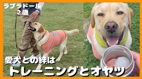 ラブラドール レトリーバーの暑さ対策：愛犬を夏の暑さから守る完全ガイド