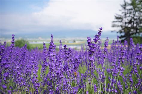 ラベンダーの茨城県: 魅力的な紫色のお花畑へようこそ