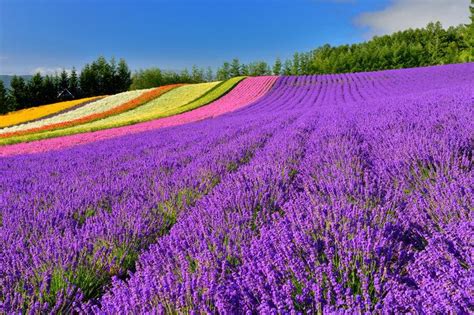 ラベンダーの茨城県～一面紫の夢源郷～