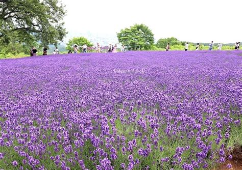 ラベンダーの香りに包まれる茨城県の絶景スポット