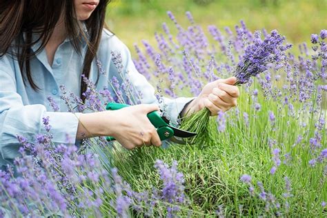 ラベンダー茨城へようこそ：香りの良い旅