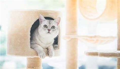 リアル キャット: 猫を飼う、最高のガイド