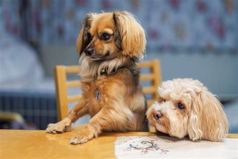 リビングで犬と快適に暮らすための完全ガイド