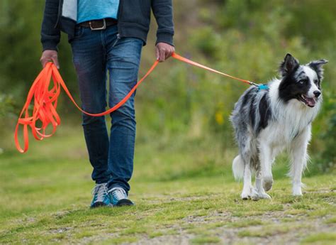 リードで快適なお散歩ライフを！犬用リードの選び方と活用法