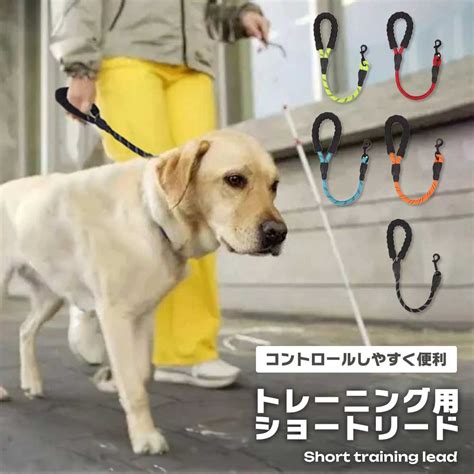 リードトレーニングの完全ガイド：愛犬をリードで正しくコントロールする