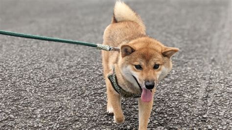 リード犬しつけで効果的な方法とは？