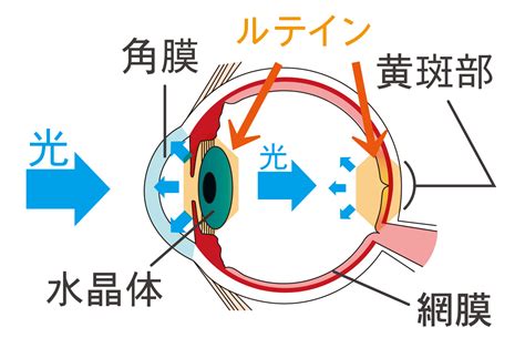 ルテインとは何ですか？