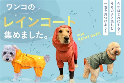 レインコート犬用のすべてがわかる完全ガイド