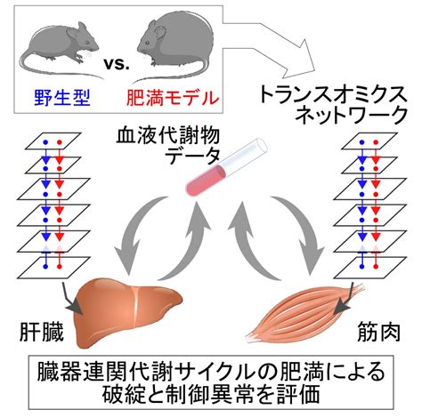 レッドアイで肝臓に異常の可能性？