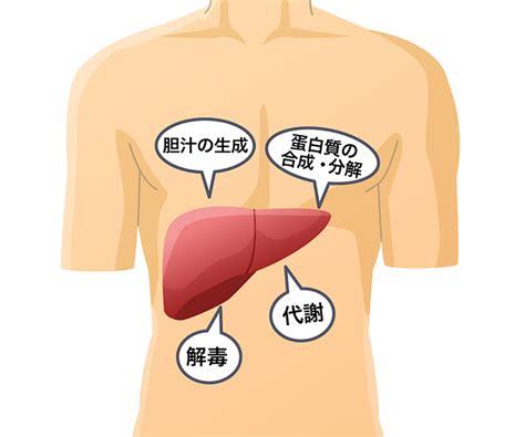 レッドアイと肝臓の健康