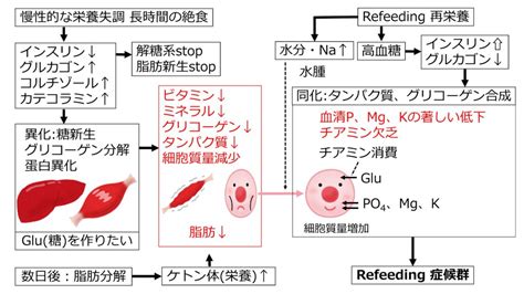 レッドアイ症候群と肝臓の健康