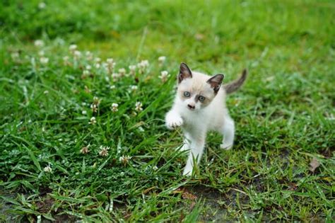 レッドポイント猫: 魅力と特徴に関する包括ガイド