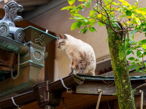 レッドポイント猫の特徴