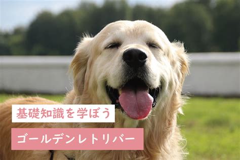 レトリバーとは？その歴史、種類、性格、飼育方法を徹底解説！