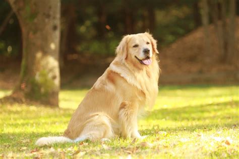 レトリバーの子犬: 完全ガイド