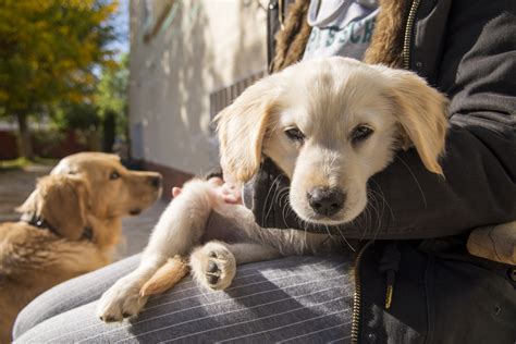 レトリバーの子犬を迎えるためのすべて