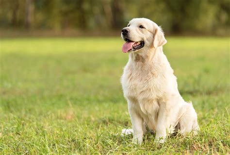 レトリバーの性格：愛らしい人気犬種