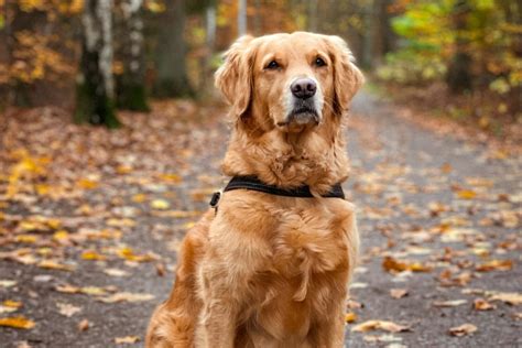 レトリバーの性格：飼いやすい犬種の特徴と魅力