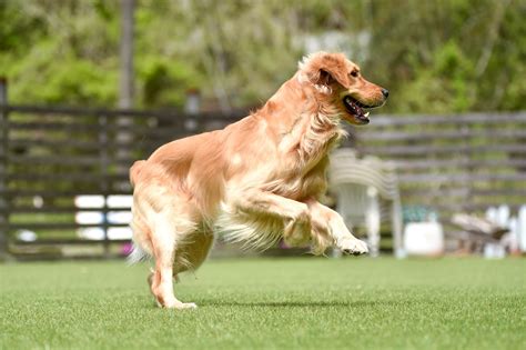 レトリバーの性格：飼い方と選び方のポイント