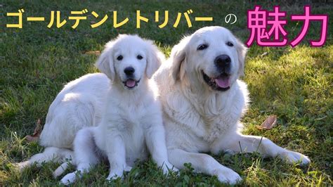 レトリバー犬: 忠誠心と愛情に溢れた最高のコンパニオン