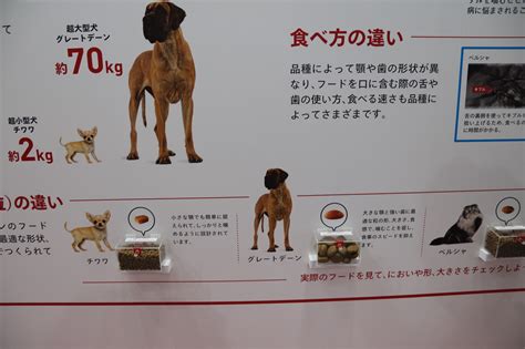 ロイヤルカナンはダメ？愛犬・愛猫の健康のために知っておくべきこと