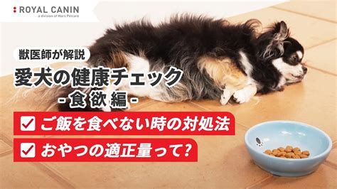 ロイヤルカナンを食べてくれない猫への対処法