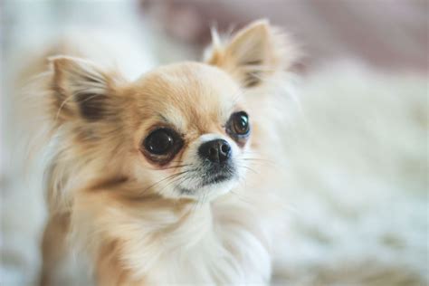 ロングコートチワワの寿命：飼い主として知っておくべきこと