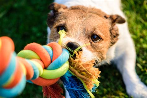 ロープ犬おもちゃのメリット