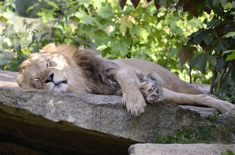 ワイルドキャット ネコ：魅惑的な危険な捕食者