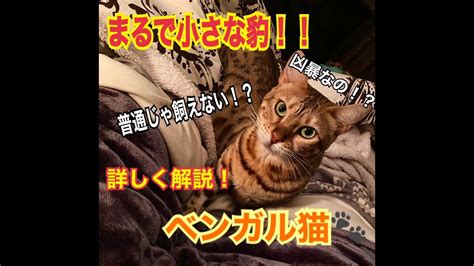 ワイルド キャットの生態