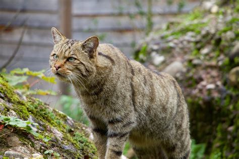 ワイルド キャット 猫: 野生の美しさの魅力