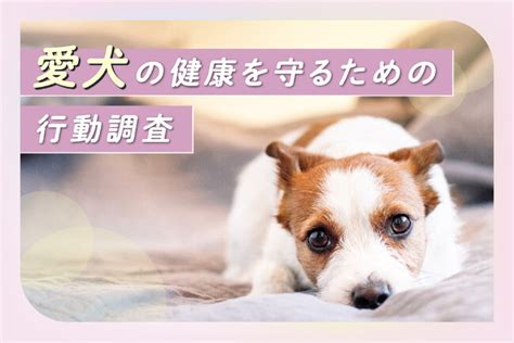 ワクチン接種で愛犬の健康を守る: 犬種別のおすすめワクチン