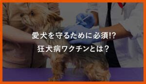 ワクチン接種で愛犬を守る