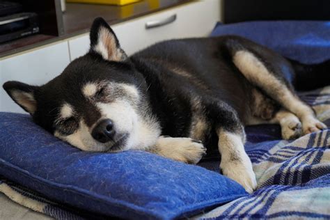 ワンちゃんがあなたのお腹の上で寝ることのメリットと健康上の利点