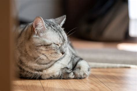 ワンちゃんの日向ぼっこがもたらすメリットと注意点