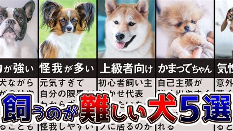 ワンちゃんを飼いたい方必見！抜け毛が少ない犬種