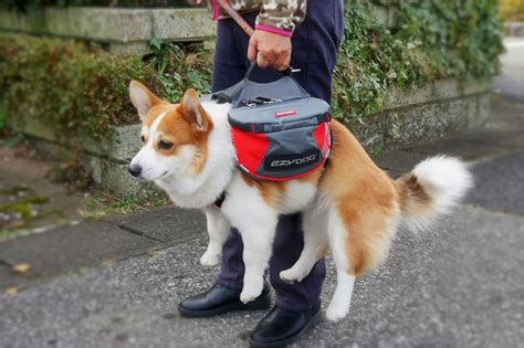 ワンコとのお出かけを快適に！必携のワンコリュック徹底ガイド