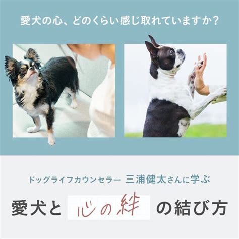 ワンコ グッズで大満足！愛犬との絆を深めるアイテムが満載