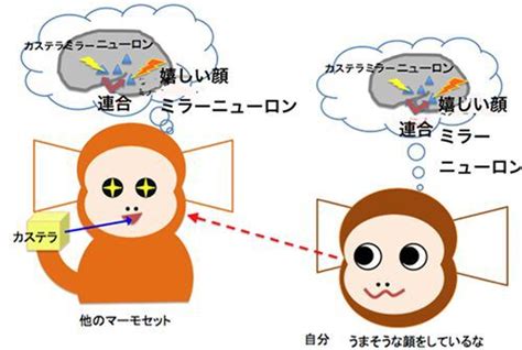 ・ミラーニューロンシステムの活性化: