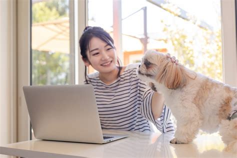 一人暮らしでも犬を飼う方法